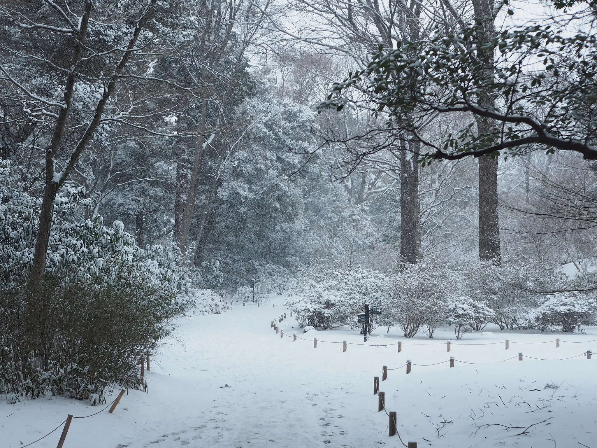 A Snowy Day in Tokyo - Image 3